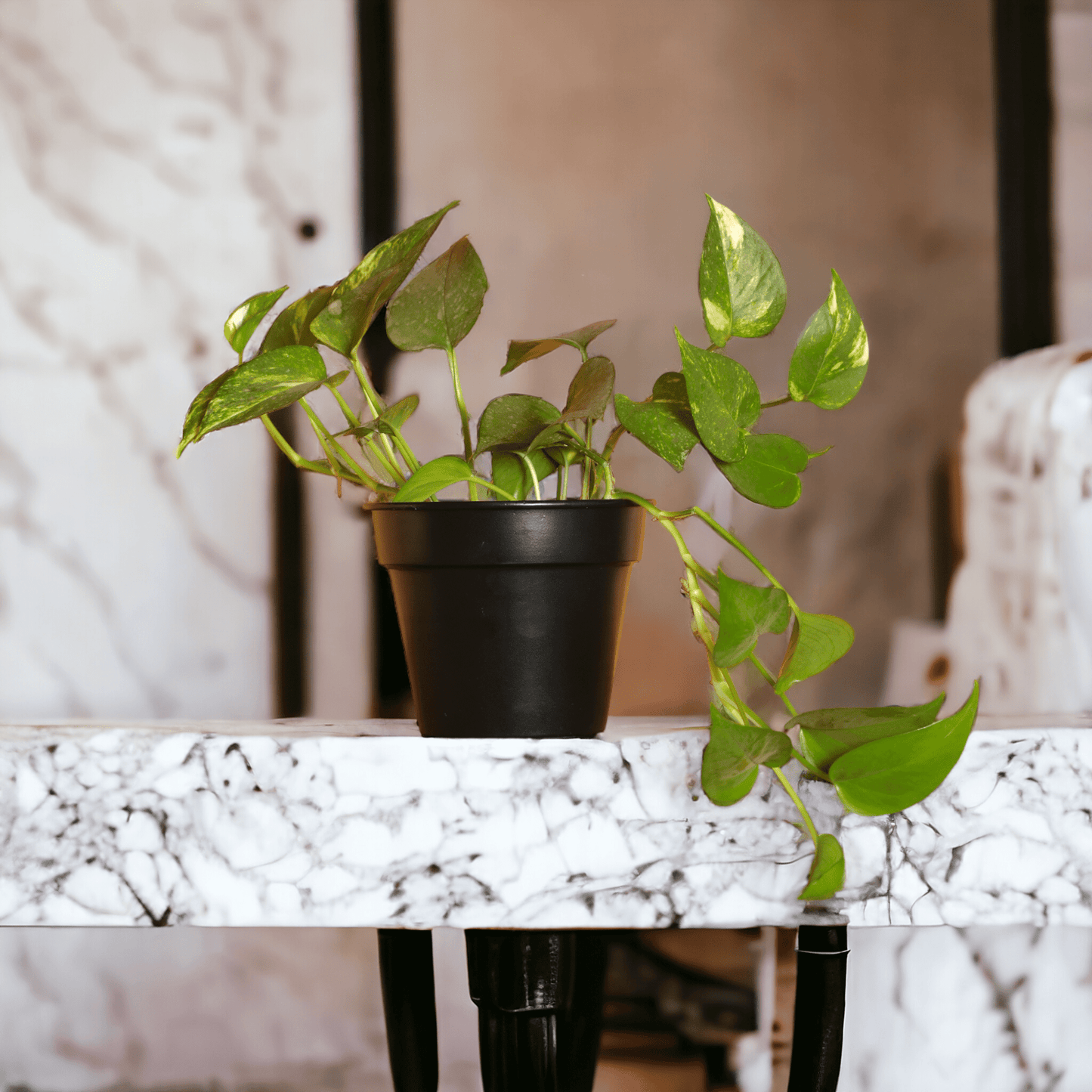 Urban Eden Matte Black Planter - Lushlyf's Green Living Series
